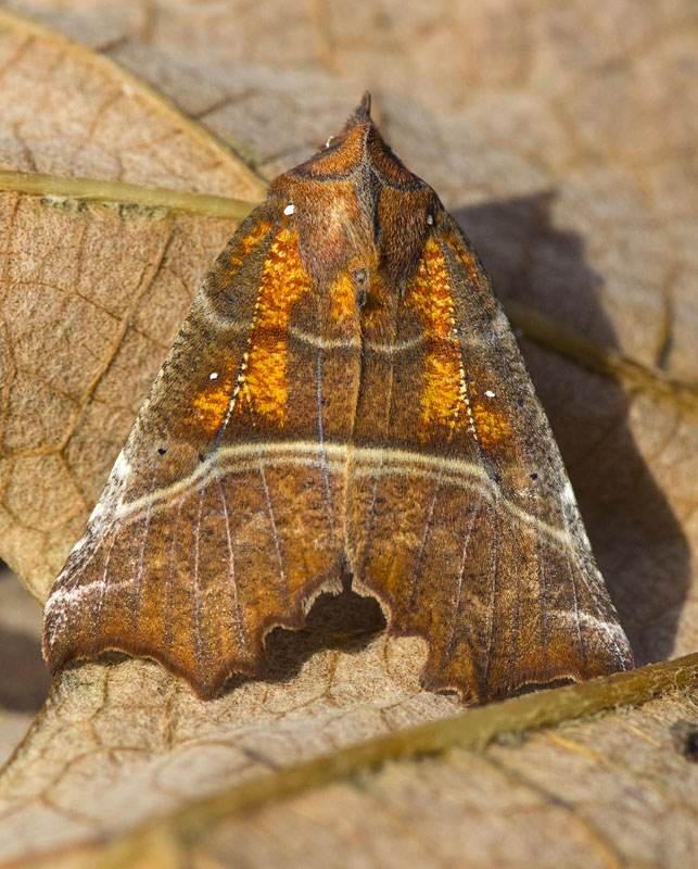 Scoliopteryx libatrix, Erebidae